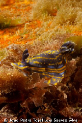 Hypselodoris cantabrica crawling over the Leven's wreck. ... by Joao Pedro Tojal Loia Soares Silva 